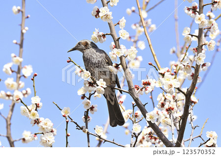 ヒヨドリと梅の花 123570352