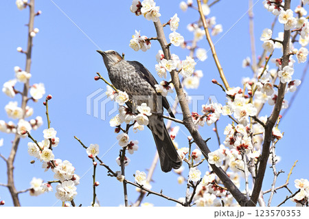 ヒヨドリと梅の花 123570353