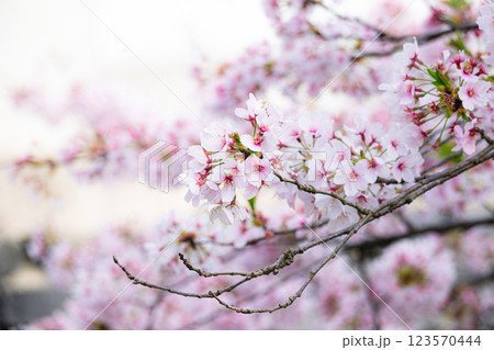 夕方の穏やかに咲く綺麗な桜の花 夕方の穏やかに咲く綺麗な桜の花 123570444