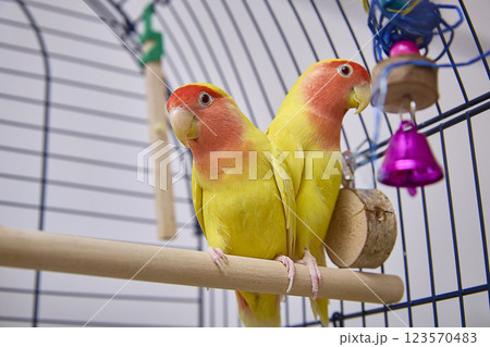 A pair of Agapornis roseicollis, also known as the yellow lovebird, lutino lovebird and pink-faced lovebird in a cage. A pair of Agapornis roseicollis, also known as the yellow lovebird, lutino lovebird and pink-faced lovebird in a cage. 123570483
