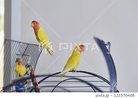 A pair of Agapornis roseicollis, also known as the yellow lovebird, lutino lovebird and pink-faced lovebird in a cage. 123570486