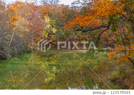 秋の北海道 紅葉の大沼公園 秋の北海道 紅葉の大沼公園 123570501