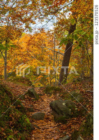秋の北海道　紅葉の大沼公園 123570526