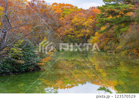 秋の北海道　紅葉の大沼公園 123570529