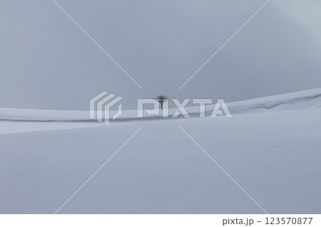 雪原の丘に立つ一本の木 123570877