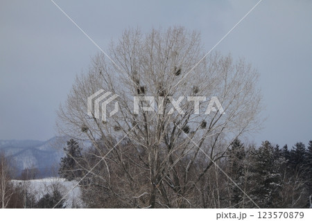 冬のヤドリギのぼんぼり 123570879