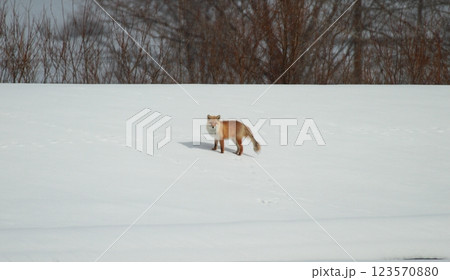 雪原のキタキツネ 123570880