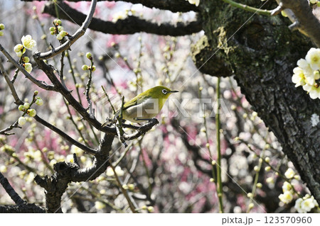 メジロと梅の花 123570960