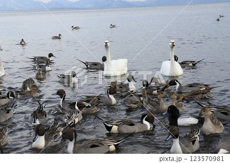 猪苗代湖の白鳥 123570981