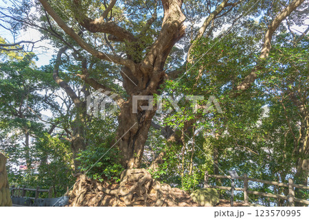 下田公園のスダジイの古木【下田城跡】静岡県下田市 下田公園のスダジイの古木【下田城跡】静岡県下田市 123570995