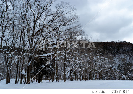 雪の積もる木々と山林の風景 123571014