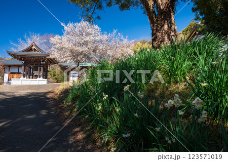 水仙が咲く参道　梅の名所　香雲寺 123571019