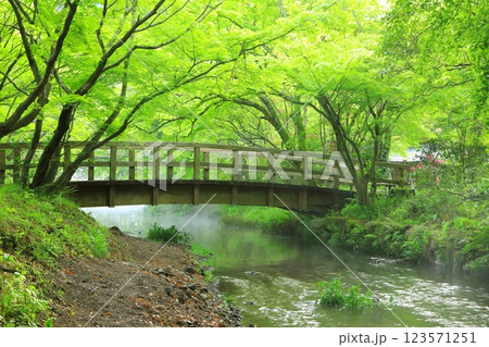 新緑の金鱗湖周辺（由布市湯布院町） 123571251