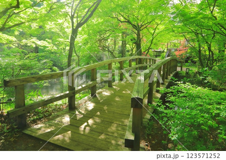 新緑の金鱗湖周辺（由布市湯布院町） 123571252