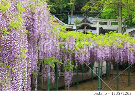 フジ満開の西寒田神社(大分市) フジ満開の西寒田神社(大分市) 123571262