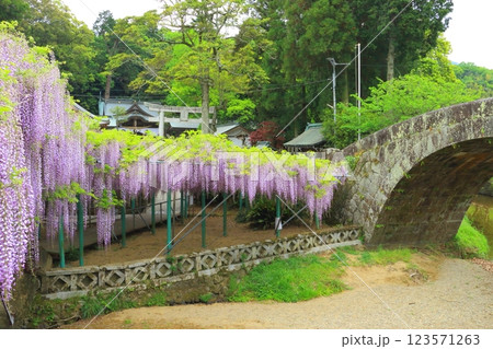 フジ満開の西寒田神社(大分市) フジ満開の西寒田神社(大分市) 123571263