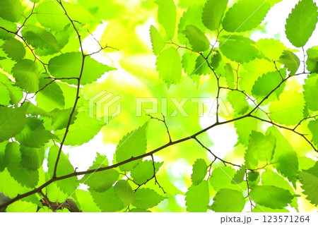 新緑エコイメージ（ケヤキの若葉） 123571264