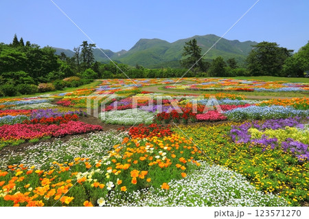 くじゅう連山と春の花畑(竹田市久住町) くじゅう連山と春の花畑(竹田市久住町) 123571270