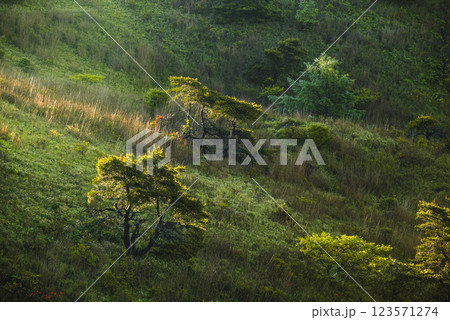 斜面に差す光【高ボッチ高原】 斜面に差す光【高ボッチ高原】 123571274