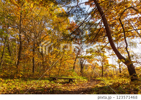 秋の北海道　紅葉の大沼公園　夕暮れの小沼湖畔の森 123571468
