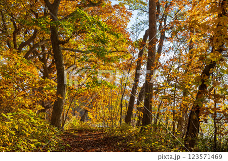 秋の北海道　紅葉の大沼公園　夕暮れの小沼湖畔の森 123571469