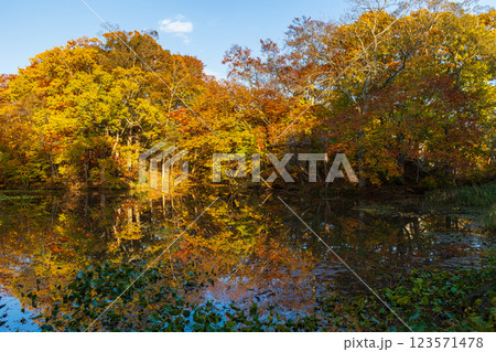 秋の北海道　紅葉の大沼公園　夕暮れの小沼 123571478