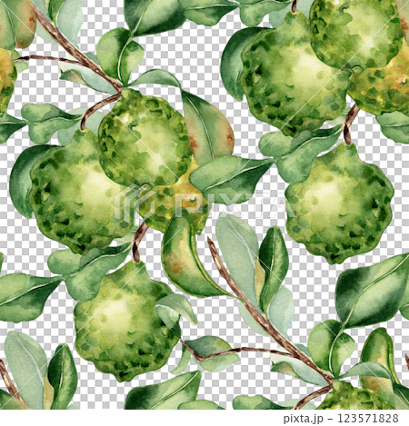 Ripe bergamot on branch by watercolor seamless pattern isolated. Repeated citrus tree and fruits hand drawn. Leafy Sprig of lime endless background painted in botanical sketch for wallpaper, textile. Ripe bergamot on branch by watercolor seamless pattern isolated. Repeated citrus tree and fruits hand drawn. Leafy Sprig of lime endless background painted in botanical sketch for wallpaper, textile. 123571828