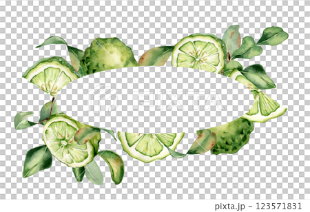 Wreath with bergamot plants and ripe fruits hand painted watercolor, isolated on white. Fruit tree citrus branches and leaves drawing. Bright summer wreath with bergamot segments in botanical sketch. 123571831