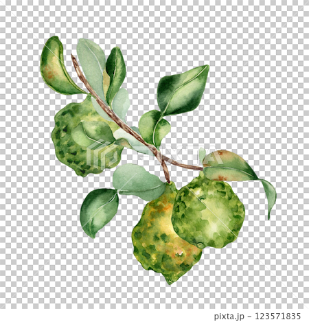 Kaffir lime tree leafy sprig watercolor illustration isolated. Branch of Citrus fruit hand painted. Foliage of bergamot plant. Green fruits bunch botanical drawing for packaging, kitchen decor, label. 123571835