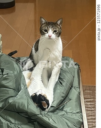 布団の上で昼寝する猫 123571996