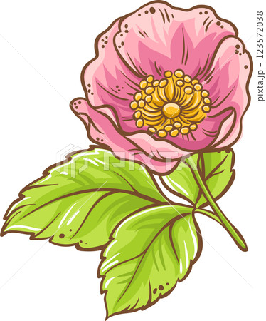Dog Rose Branch Colored Detailed Illustration. 123572038