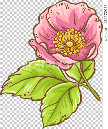 Dog Rose Branch Colored Detailed Illustration. 123572038
