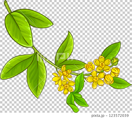 Jojoba Branch Colored Detailed Illustration. Jojoba Branch Colored Detailed Illustration. 123572039