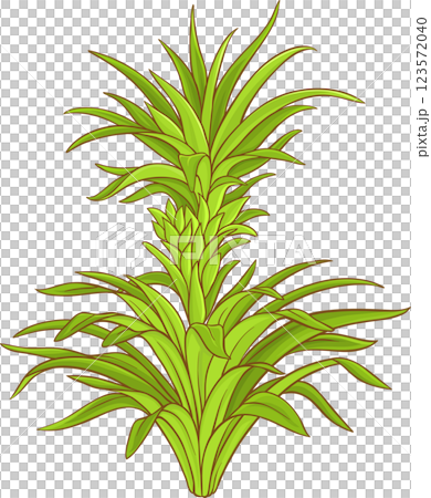 Pineapple Plant with  Leaves Colored Detailed Illustration. 123572040
