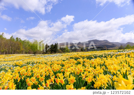 北海道洞爺湖町、およそ20万本のスイセンが花を咲かせるスイセンの丘【5月】 123572102