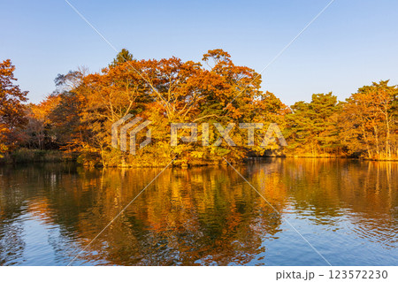 秋の北海道　紅葉の大沼公園　夕暮れの大沼 123572230