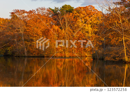 秋の北海道　紅葉の大沼公園　夕暮れの小沼 123572258