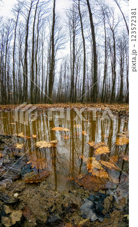 Reflection the forest on a puddle with leaves in autumn time Reflection the forest on a puddle with leaves in autumn time 123572381