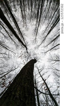Looking up at the oak (Quercus) trees in a winter day 123572382