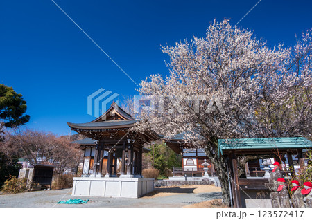 梅の名所 香雲寺 梅が咲く境内 梅の名所 香雲寺 梅が咲く境内 123572417