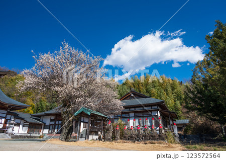 香雲寺の境内に咲く梅　早春のお寺 123572564