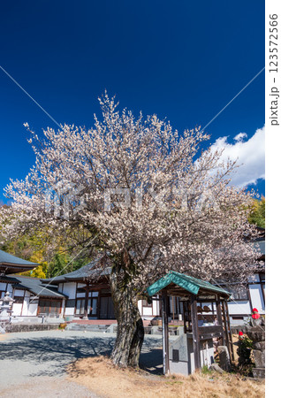 香雲寺の境内に咲く梅 早春のお寺 香雲寺の境内に咲く梅 早春のお寺 123572566