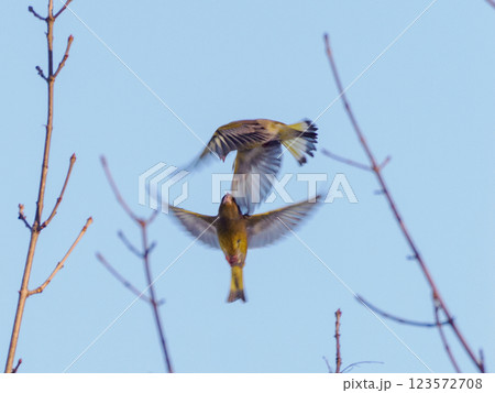 Two flying birds of European greenfinch or Chloris chloris on blue sky background. Fight of two males of European greenfinch or Chloris chloris common greenfinch songbird in air. Birdwatching concept Two flying birds of European greenfinch or Chloris chloris on blue sky background. Fight of two males of European greenfinch or Chloris chloris common greenfinch songbird in air. Birdwatching concept 123572708