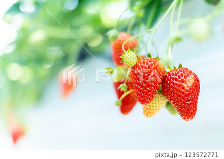 いちご狩り 苺 いちご狩り 苺 123572771