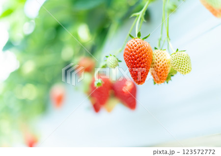 いちご狩り 苺 いちご狩り 苺 123572772