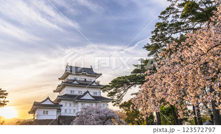 春の小田原城址公園 満開の桜と天守閣の夕景【神奈川県・小田原市】 春の小田原城址公園 満開の桜と天守閣の夕景【神奈川県・小田原市】 123572797