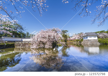 春の小田原城址公園　桜咲くお堀の風景【神奈川県・小田原市】 123572798