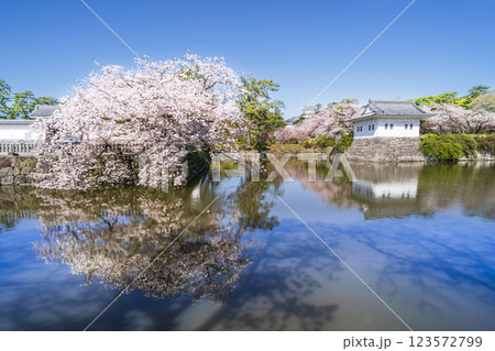 春の小田原城址公園　桜咲くお堀の風景【神奈川県・小田原市】 123572799