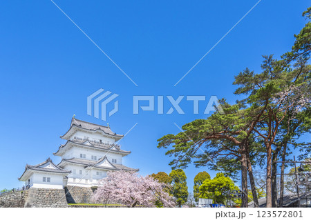 春の小田原城 青空に映える天守閣と満開の桜【神奈川県・小田原市】 春の小田原城 青空に映える天守閣と満開の桜【神奈川県・小田原市】 123572801