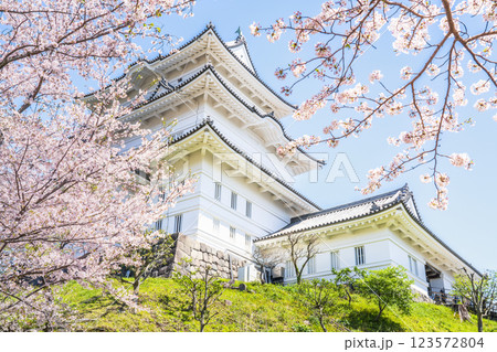 春の小田原城　青空に映える天守閣と桜【神奈川県・小田原市】 123572804